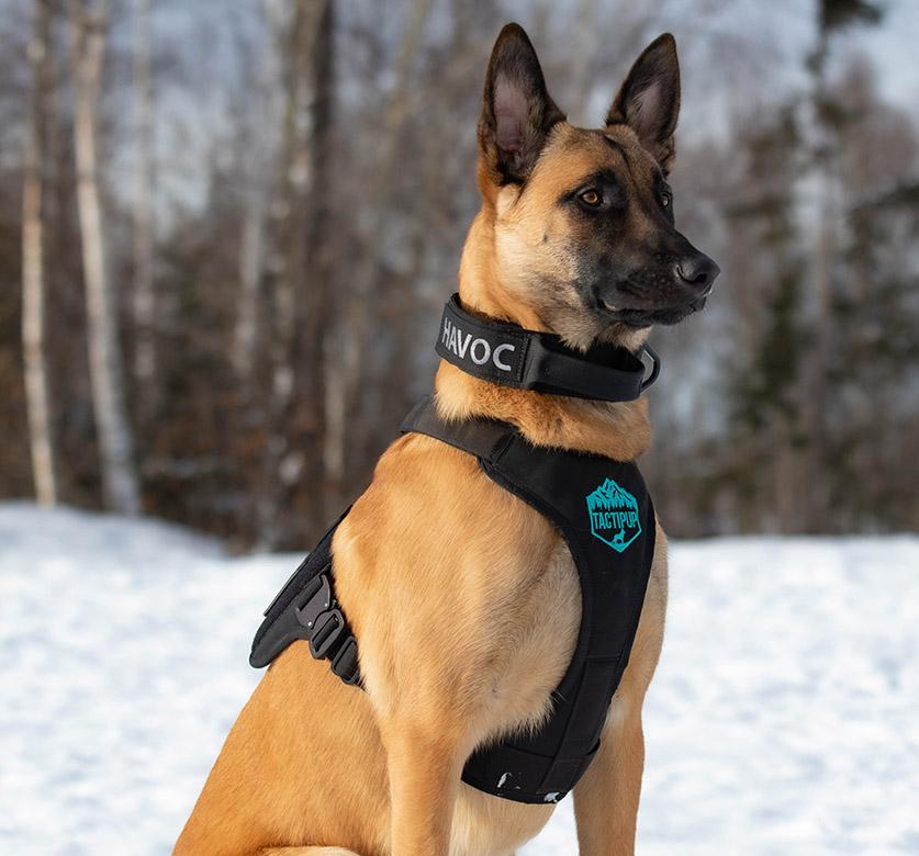 Extreme Harness with Metal Buckles