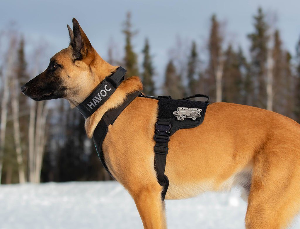 Extreme Harness with Metal Buckles